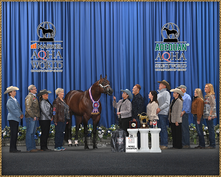 Quarter Horse Stallions