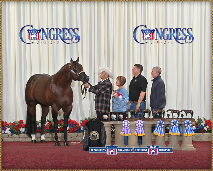 Quarter Horse Stallions